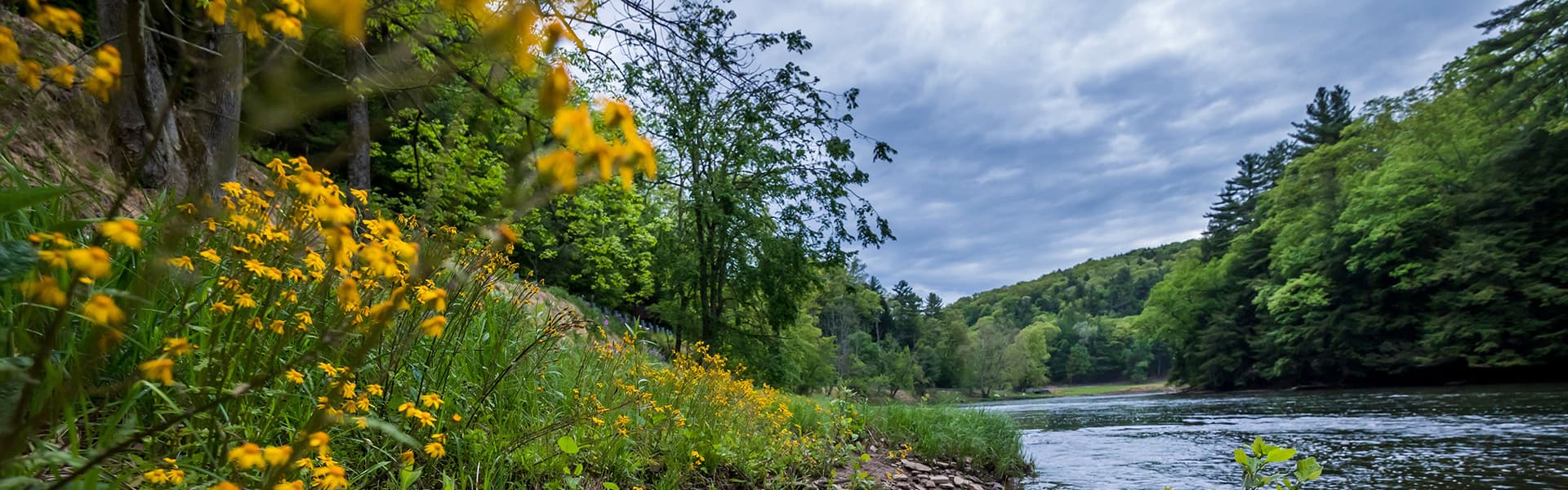 A serene riverbank lined with yellow flowers and lush greenery under a cloudy sky.