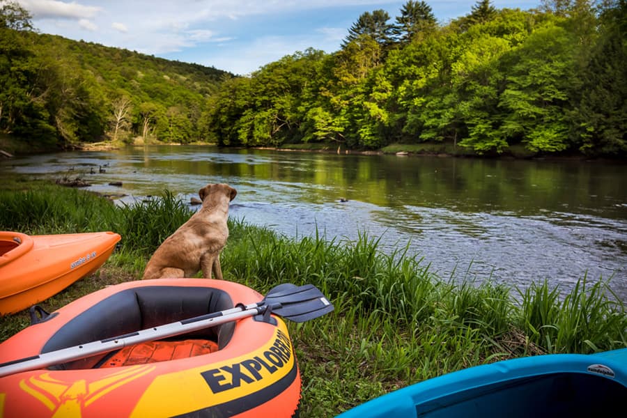 A dog sits near colorful kayaks by a tranquil river surrounded by lush greenery.